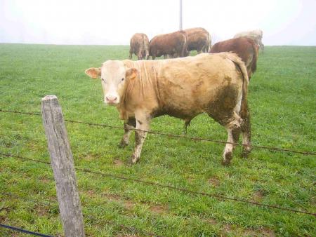 Vous zavez jamais vu une vache!
