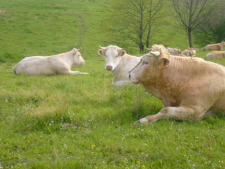 Si vous n'avez pas de messages à nous transmettre des vaches de l'Aubrac, vous ne nous intéressez pas!