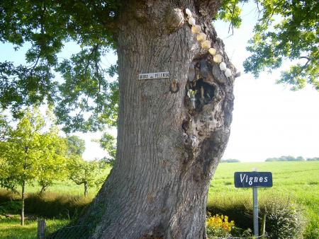 APrès la cabane du pèlerin, l'arbre du pèlerin!